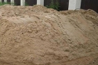 Çam Kirazı 03 Kum